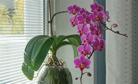 good morning orchid|How to Care for Orchids